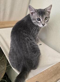 Rescue Domestic Short Hair Cats for Adoption in Larned, Kansas - Dopey | PetCurious