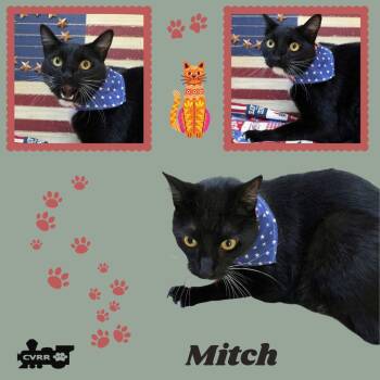 Mitch (Cat) -  Domestic Short Hair Cat Available for Adoption in Lindsay, California - Mitch (Cat) | PetCurious