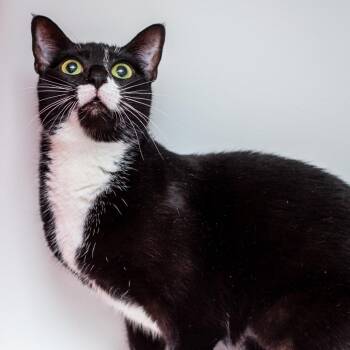 Mini -  Domestic Short Hair Cat for Adoption in Hattiesburg, Mississippi - Mini | PetCurious