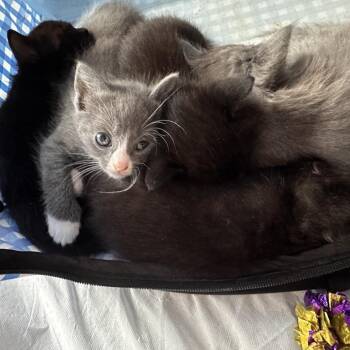 Domestic Short Hair Cats Available for Adoption in Huntsville, Alabama - Drusilla | PetCurious