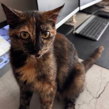 Domestic Short Hair Cats Available for Adoption in Shorewood, Illinois - Shamrock | PetCurious