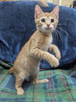 Dorsey. -  Domestic Short Hair Cat for Adoption in Little Rock, Arkansas - Dorsey. | PetCurious