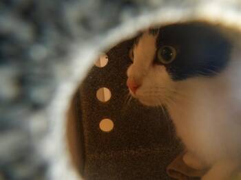 Domestic Short Hair Cats Available for Adoption in San Jose, California - ASHLEY | PetCurious