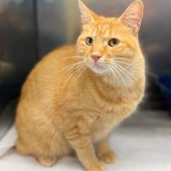 Harris -  Domestic Short Hair Cat for Adoption in Greensboro, Georgia - Harris | PetCurious