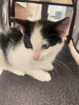 Domestic Short Hair Cats Available for Adoption in St. Cloud, Florida - SNOWY | PetCurious