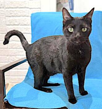 Panther -  Domestic Short Hair Cat for Adoption in Houston, Texas - Panther | PetCurious