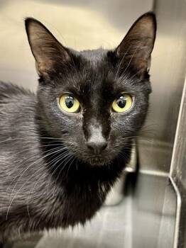 Wanda the Tripod -  Domestic Short Hair Cat Available for Adoption in Wichita, Kansas - Wanda The Tripod | PetCurious