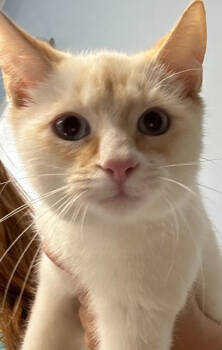 Rescue Siamese Cats for Adoption in Dayton, Minnesota - Hoyt | PetCurious