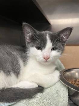 Coat of Many Colors -  Domestic Short Hair Cat for Adoption in West Chester, Pennsylvania - Coat Of Many Colors | PetCurious
