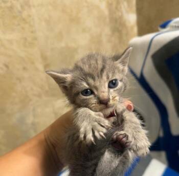 Shatter -  Domestic Short Hair Cat for Adoption in Orlando, Florida - Shatter | PetCurious