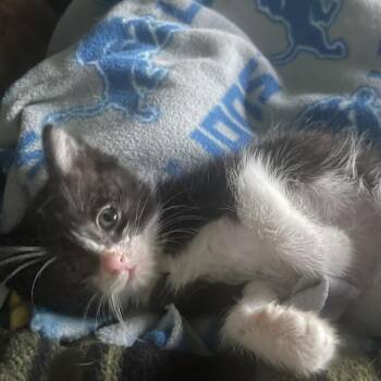 The Raccoon -  Domestic Short Hair Cat for Adoption in South Haven, Michigan - The Raccoon | PetCurious