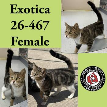 Domestic Short Hair Cats Available for Adoption in Georgetown, Kentucky - Exotica | PetCurious