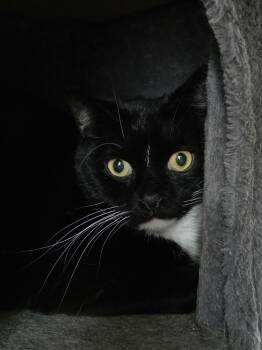 HVAC -  Domestic Short Hair Cat for Adoption in Lewisburg, Tennessee - HVAC | PetCurious