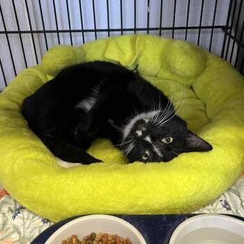 Domestic Short Hair Cats Available for Adoption - Speed Bump | PetCurious