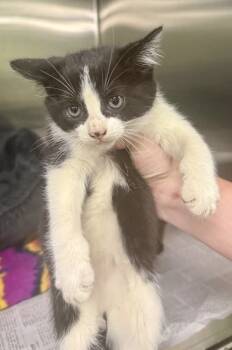 Rescue Domestic Short Hair Cats for Adoption in Chicago, Illinois - Twizzler Bonded Pair With Tootsie | PetCurious