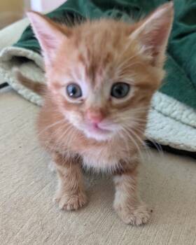 Domestic Short Hair Cats Available for Adoption in San Francisco, California - Moon (Bonded With Danny Boy) | PetCurious