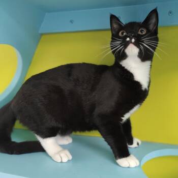 Limonata -  Domestic Short Hair Cat for Adoption in Jersey City, New Jersey - Limonata | PetCurious