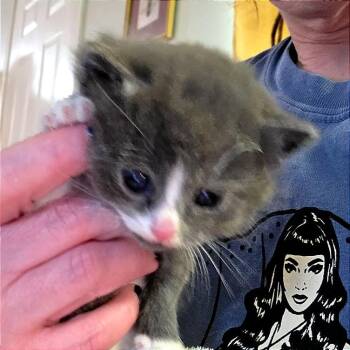 Mira -  Domestic Short Hair Cat for Adoption in Monroe, Michigan - Mira | PetCurious