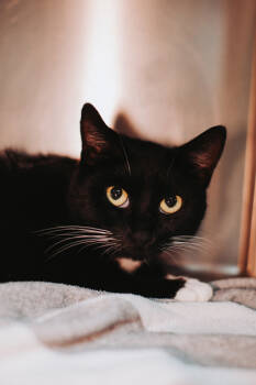 Rescue Domestic Short Hair Cats for Adoption in North Charleston, South Carolina - 88958a Scarlett-Pounce Cat Cafe | PetCurious