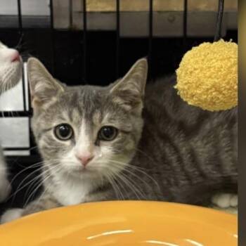 Biscuit -  Domestic Short Hair Cat for Adoption in New York, New York - Biscuit | PetCurious