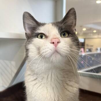 Domestic Short Hair Cats Available for Adoption - Dr. Dirk | PetCurious