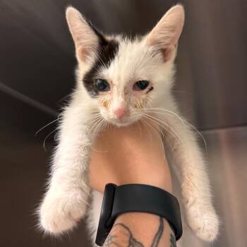 Leo -  Domestic Short Hair Cat for Adoption in Lynchburg, Virginia - Leo | PetCurious