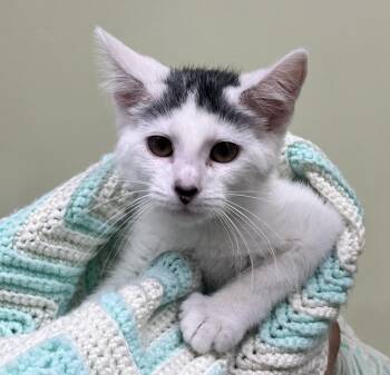 Everest -  Domestic Short Hair Cat for Adoption in Shorewood, Illinois - Everest | PetCurious