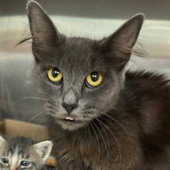 Rescue Domestic Long Hair Cats for Adoption in Hinesville, Georgia - Natalia | PetCurious