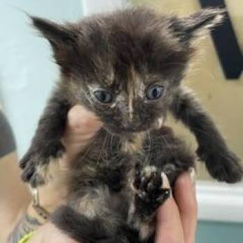 Ali -  Domestic Short Hair Cat for Adoption in Marble, North Carolina - Ali | PetCurious