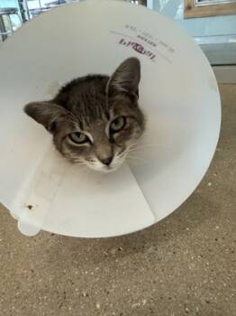 Rescue Domestic Short Hair Cats for Adoption in Leander, Texas - Chrysanthemum | PetCurious