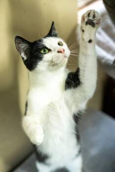 Rescue American Shorthair Cats for Adoption in Rixeyville, Virginia - Toast | PetCurious