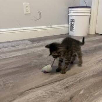 Nala Beans -  Domestic Short Hair Cat for Adoption in West Palm Beach, Florida - Nala Beans | PetCurious