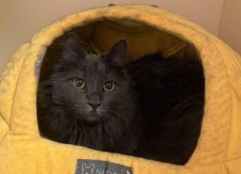 Silver Grey -  Domestic Long Hair Cat for Adoption in Windsor, Connecticut - Silver Grey | PetCurious