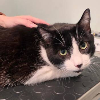 Vivi -  Domestic Short Hair Cat for Adoption in Leander, Texas - Vivi | PetCurious