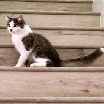 Banana -  Domestic Medium Hair and Domestic Short Hair Cat for Adoption in Austin, Texas - Banana | PetCurious