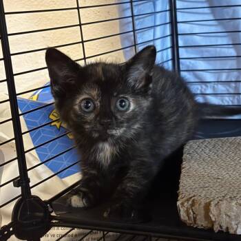 McChicken -  Domestic Short Hair Cat for Adoption in Johnstown, Pennsylvania - McChicken | PetCurious