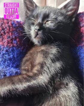 Gorilla -  Domestic Short Hair Cat for Adoption in Vancouver, British Columbia - Gorilla | PetCurious