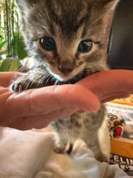 Domestic Short Hair and Tabby Cats Available for Adoption in Tehachapi, California - Rufus | PetCurious