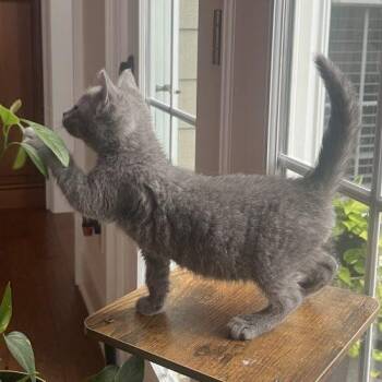 Lorelai -  Domestic Short Hair Cat for Adoption in Knoxville, Tennessee - Lorelai | PetCurious
