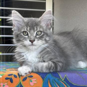 Talan -  Domestic Long Hair Cat for Adoption in Hailey, Idaho - Talan | PetCurious