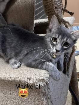 Mackerel -  Domestic Short Hair Cat for Adoption in Phoenix, Arizona - Mackerel | PetCurious