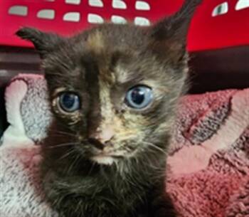 Domestic Short Hair Cats Available for Adoption in Fort Lauderdale, Florida - A2474763 | PetCurious