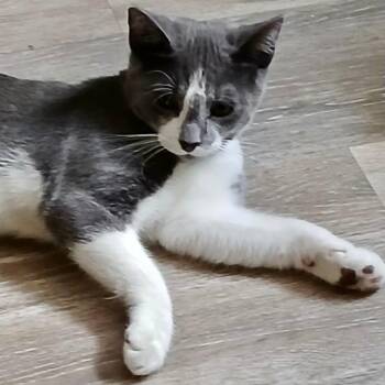 Rescue Domestic Short Hair Cats for Adoption in Gastonia, North Carolina - Corey | PetCurious