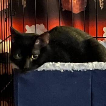 Domestic Short Hair Cats Available for Adoption - Paris | PetCurious