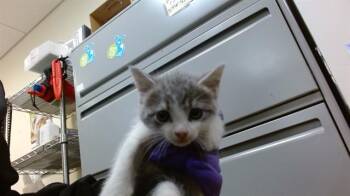 HOPE -  Domestic Short Hair Cat Available for Adoption in Doral, Florida - HOPE | PetCurious