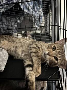 Elora 5289 -  Domestic Short Hair Cat for Adoption in Dallas, Texas - Elora 5289 | PetCurious
