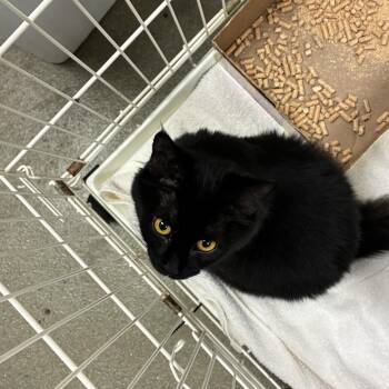 72656 -  Domestic Medium Hair Cat for Adoption in Harrisonburg, Virginia - 72656 | PetCurious