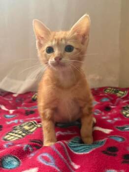 Domestic Short Hair Cats Available for Adoption in Maryville, Missouri - Nacho | PetCurious