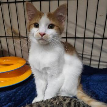 Molly -  Domestic Long Hair Cat for Adoption in Bismarck, North Dakota - Molly | PetCurious
