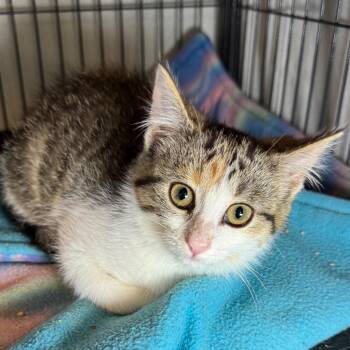 Charlie -  Domestic Short Hair Cat for Adoption in Saginaw, Michigan - Charlie | PetCurious